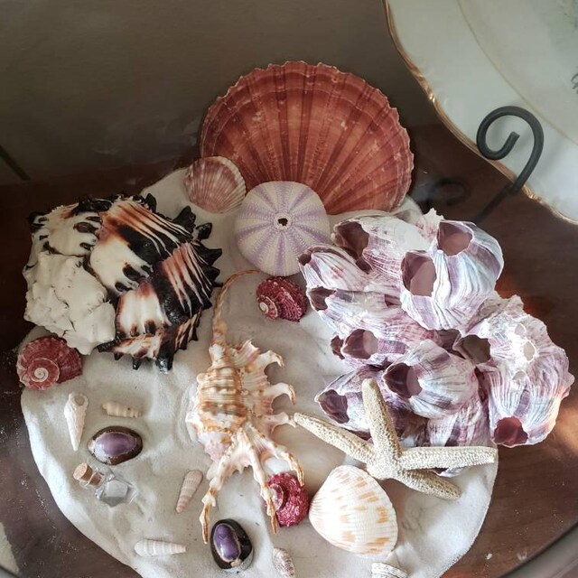 Lambis Scorpio Seashell: Scorpion Conch for Crafting & Decor - Etsy