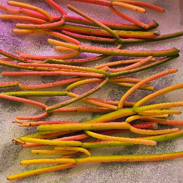 Talee Di Euphorbia Tirucalli - 20 Pezzi, Piante Grasse, Cactus Decorativi, Alto Tasso Di Germinazione - Foto 11