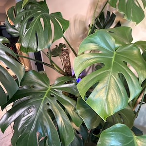 Lacey added a photo of their purchase