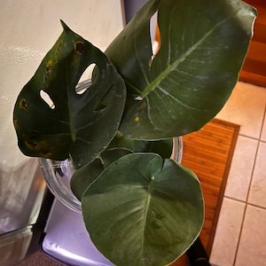 Nichole ha añadido una foto de su compra