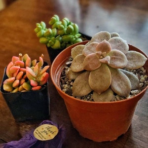 Purple Graptopetalum Superbum - Etsy