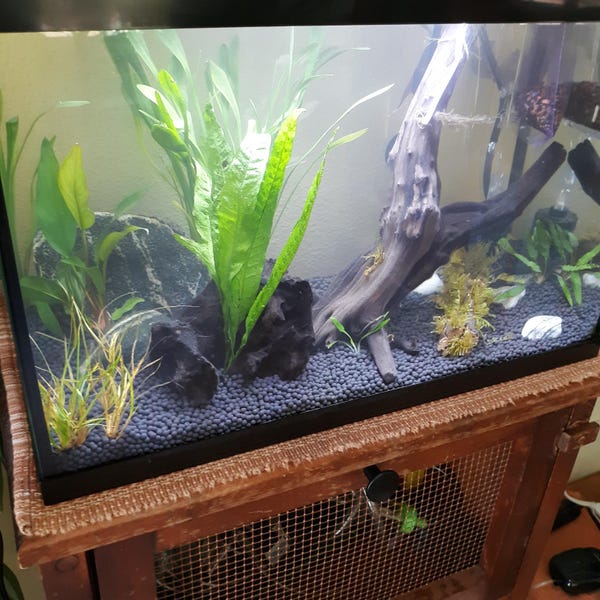 Curated Inexpensive Cichlid Aquarium Kits Gallery View 51