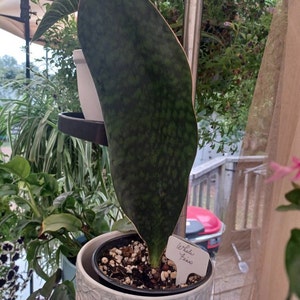 Melanie added a photo of their purchase