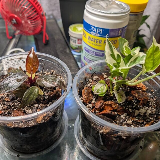 Philodendron Black Cherry Pink Princess High Variegation Starter