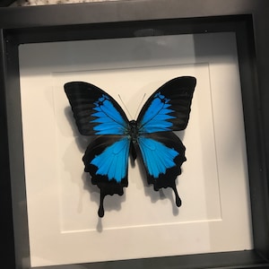 Allie ha añadido una foto de su compra