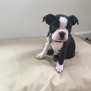 cedar dog bed insert