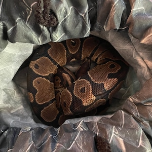 Rachel added a photo of their purchase