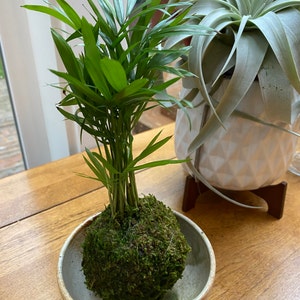 Mini Parlor Palm Kokedama Moss Ball, Japanese Living Art, a Spin off of  Bonsai, Japanese Botanical Technique. 