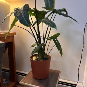 LIANA added a photo of their purchase