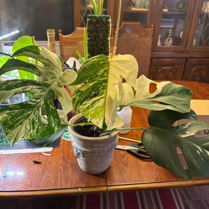 Paul added a photo of their purchase