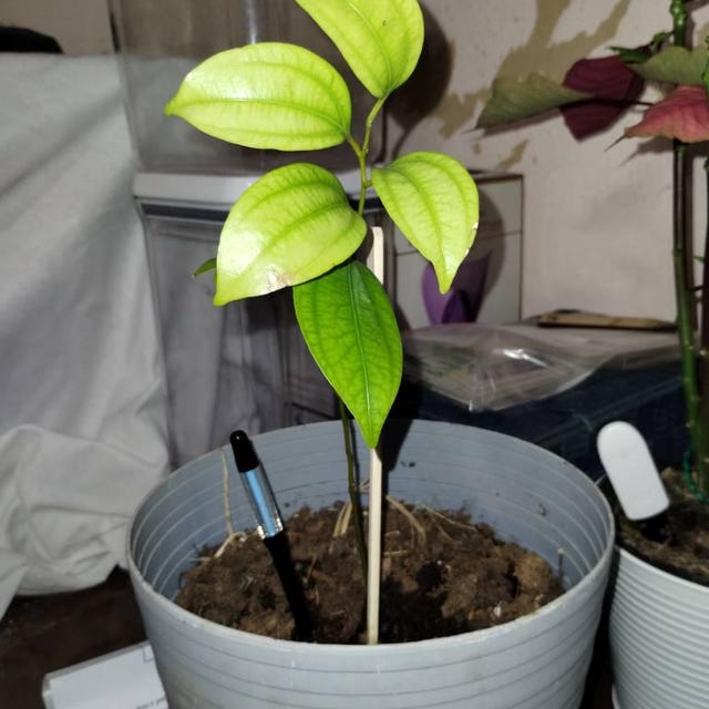 1 Ceylon Cinnamon Tree Seedling (4-5 in Tall and Larger) - Organic (true  Cinnamon - Cinnamomum Verum/cinnamomum Zeylanicum) - Etsy