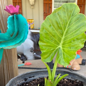 Inactive account added a photo of their purchase