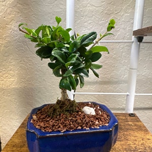 Fukien Tea Bonsai Tree - Carmona Retusa - With Live Moss - Etsy Denmark