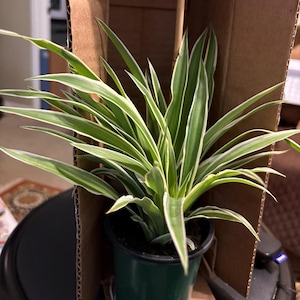 Allyson added a photo of their purchase