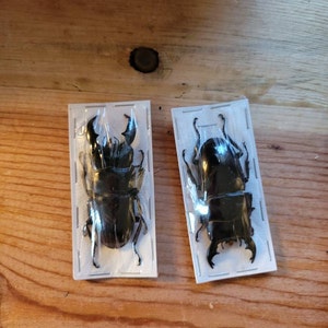 アチェ産 Dorcus titanus yasuokai 101mm. 飼育品（スマトラオオ