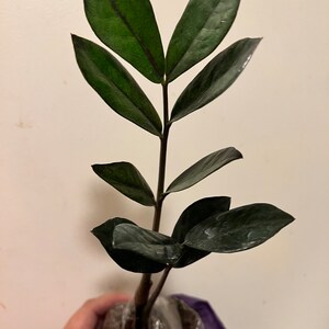 Kupujący z Etsy dodał(a) zdjęcie swoich zakupów