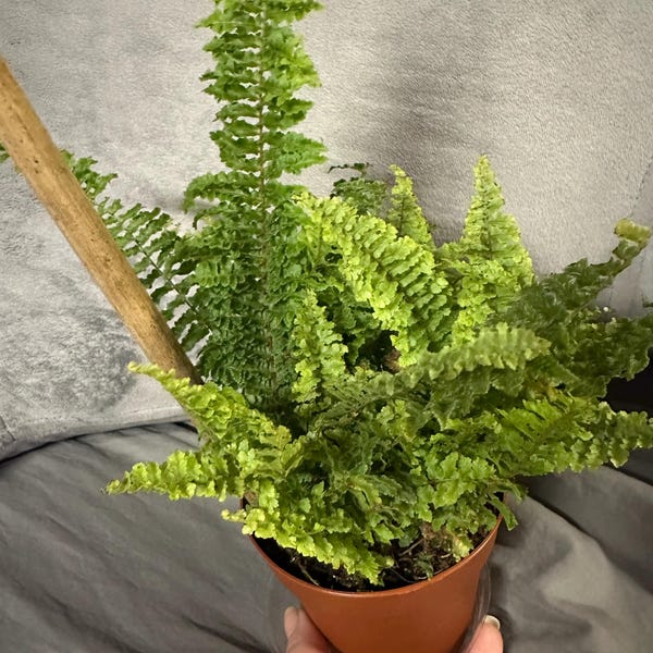 Boston Fern 'compacta' in 4