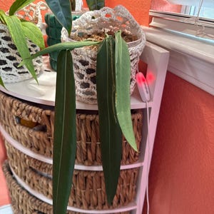 Trini-Marie added a photo of their purchase