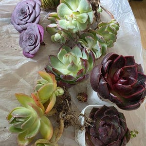 Angelika hat ein Foto des gekauften Artikels hinzugefügt