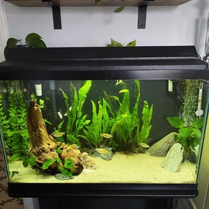 Anubias Chili Jalapeño, Easy Live Aquarium Plants, Live Aquatic Fish Tank  Plants, Plant Decoration for Aquascaping, Aquarium Decor 