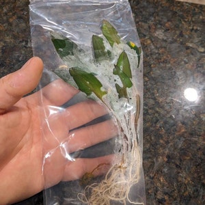 Israel added a photo of their purchase