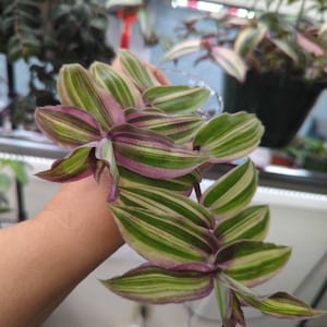 Tradescantia Blossfeldiana Aurea limelight - Etsy