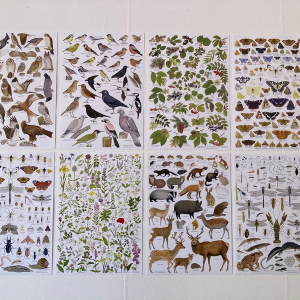 British Garden Birds A3 Identification Poster, Wildlife Chart, Nature ...
