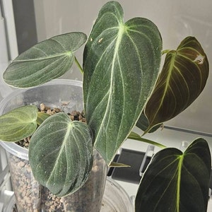 Monique added a photo of their purchase