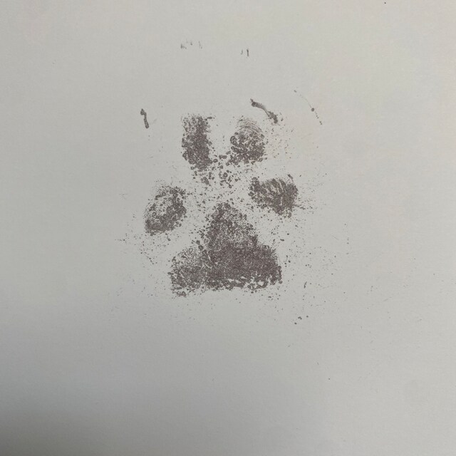 TORJOY Pet Paw Impression - Inkless Ink Pad For Dogs And Cats, Dog Nose