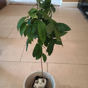 uit De La Sapote Noire Ou Diospyros Nigra PNG , uit De La Sapote