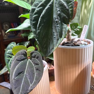 Sage added a photo of their purchase