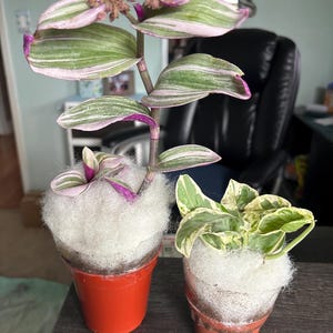 Comprador de Etsy ha añadido una foto de su compra