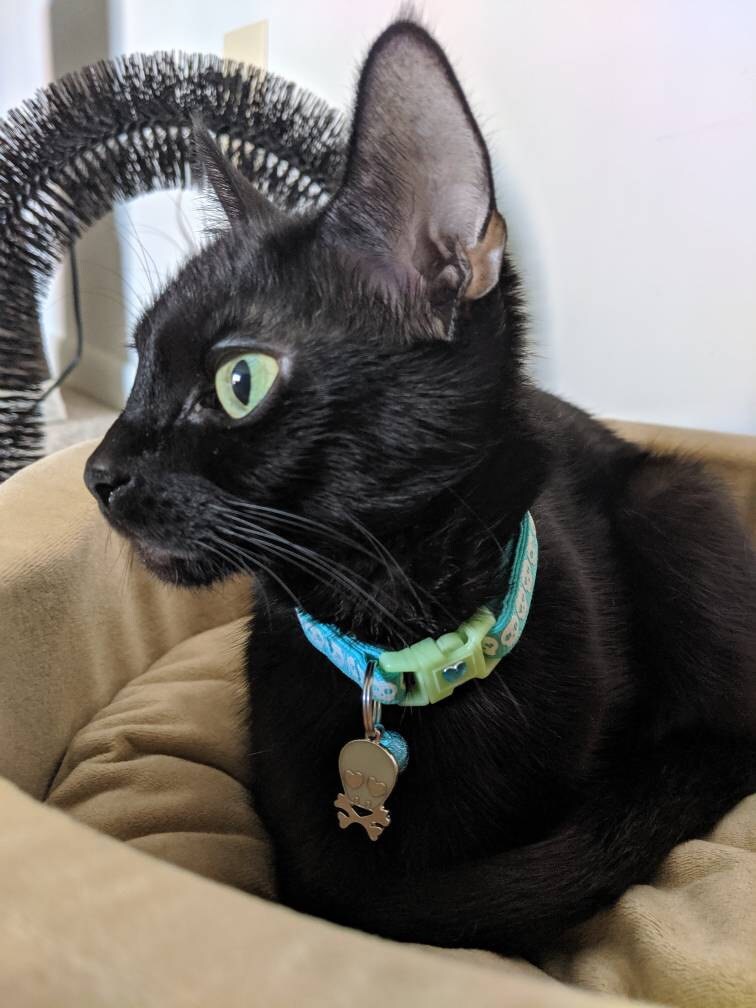 Skull Cat Collar - Glowing Skulls on Aqua - Safety ...