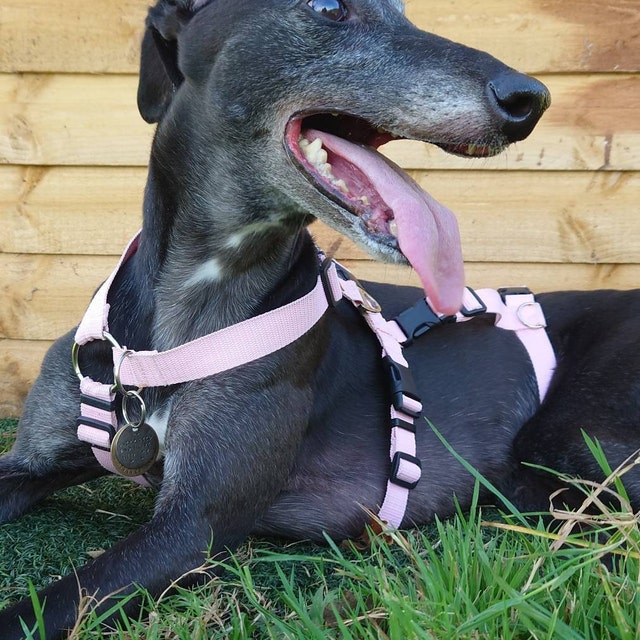 Point Harness With Anti Pull Ideal For Libreles: Italian