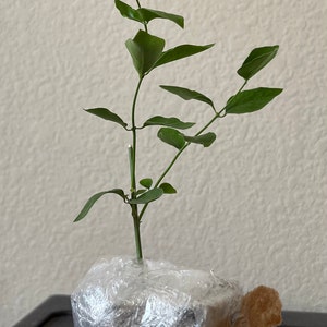 pavan added a photo of their purchase