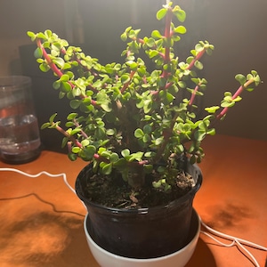 Mary さんが購入した商品の写真を追加しました