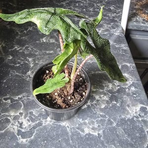 Joseph added a photo of their purchase