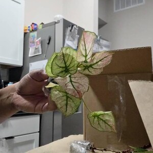 karen added a photo of their purchase
