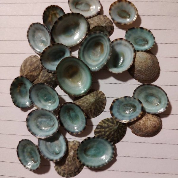 25 to 500 Limpet Shells Seashells Aqua Blue Teal Green Limpet Small ...
