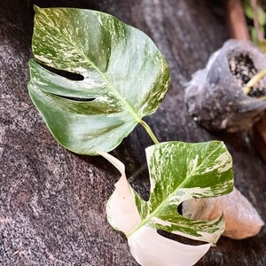 Tradescantia Blossfeldiana Aurea limelight 15 - Etsy