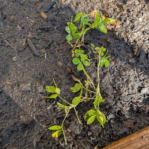 Denis ha añadido una foto de su compra