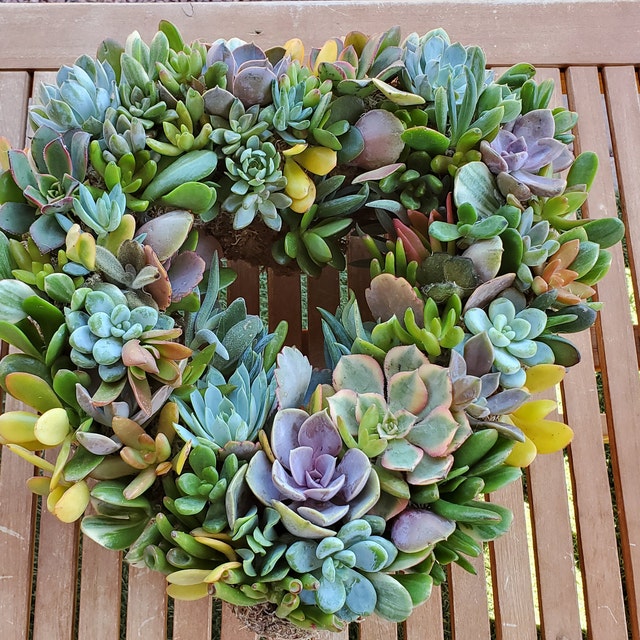 DIY Succulent Heart Wreath Kit – In Succulent Love