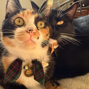 Kacey added a photo of their purchase