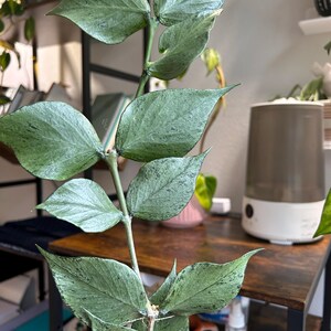US Seller- Hoya Silver Polyneura Broget Fully Rooted Stable Plant