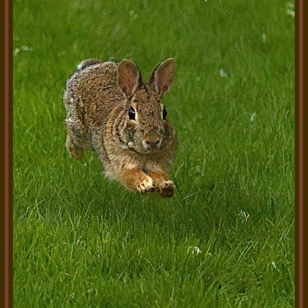 Bluejay Spring No.2, Art Print, Unframed - Three Size Options - Etsy