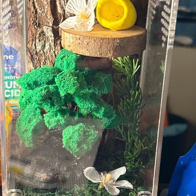 Smartang Acryl-Terrarium Für Taranteln & Reptilien – 20,3 X 10,2 X 10,2 Cm, Mit Magnetverschluss, Belüftet (für Spinnen, Eidechsen, Insekten)