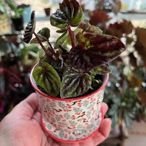 Peperomia 'ruby Ripple' - Etsy