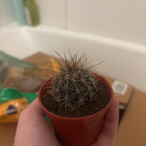 poprockit ha añadido una foto de su compra