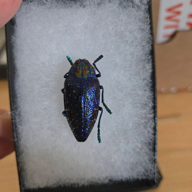 日本産タマムシ大図鑑 = The buprestid beetles of J… 日本産タマムシ大図鑑 = The buprestid beetles of J…（日本産