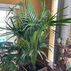Dracaena Janet Craig Compacta Cane Live Plant in a 10 Inch | Etsy